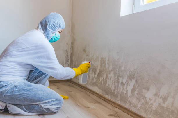 Commercial Mold Remediation assessment for commercial property in Bellevue