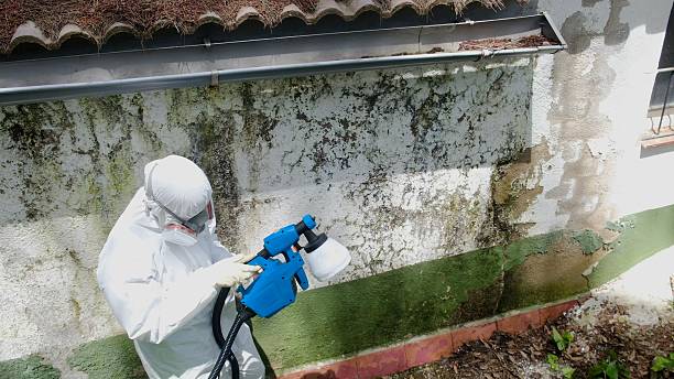 Mold Removal service in Bellevue